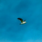 [2]2008/10/16 - 鳥 (10月17日掲載)