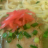 [48]2008/12/1 - おひるごはん (12月01日掲載)