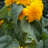 [25]2009/9/15 - �Ҥޤ�� (09��15���Ǻ�)